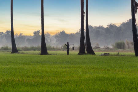 Old man with career climbing sugar palm tree to keeping in the morning, Ayutthaya, Thailandの写真素材
