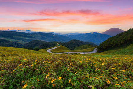Beautiful sunset landscape with natural flowers at Tung Bua Tong Mexican sunflower field, Mae Hong...