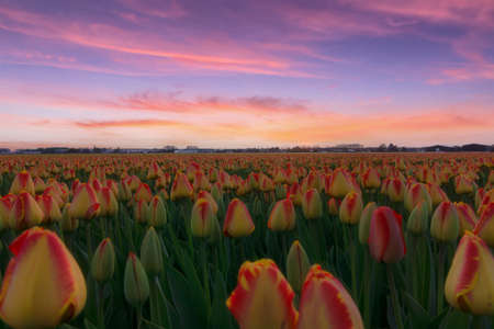Landscape with tulip fields in the Beemster polder, Amsterdam, Netherlands.