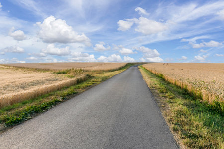 Blue sky and a sloped barley field are framed by an asphalt road.の写真素材