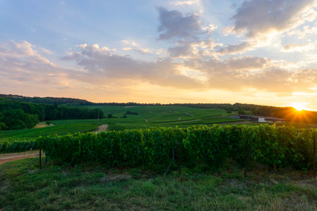 Row vine grape in champagne vineyards at montagne de reims.の写真素材