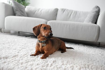 Dog sitting on rug in living room with sofa in background.の写真素材