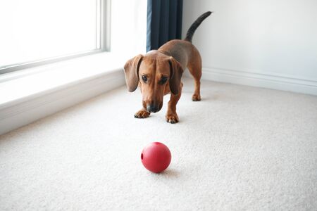 Dog playing with red ball in living room.の写真素材