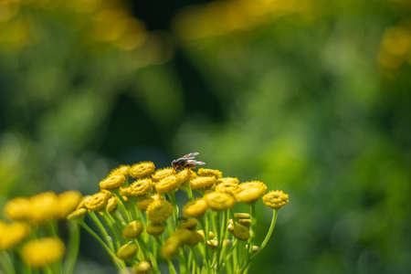 Closeup of yellow spring flowers on the ground in the sunlight across a fresh green morning background. Sunlight and honey bee on the flower with soft focus. Beautiful background, closeup.の写真素材