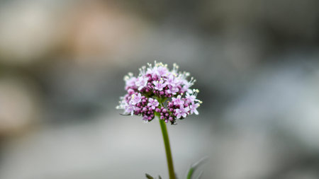 Details of small lavender flowers on natural background.の素材 [FY310178205581]