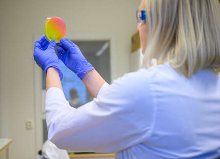European woman scientist closely looking at the agar plate for bacterial culture growth by holding...