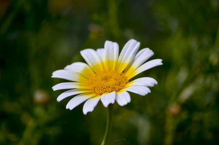 Single White flower with yellow pollen centre blooming in a garden in a sunny day during the spring with blurred backgroundの写真素材