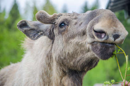 A tourist feeding a cute wild Moose elk close up with growing horn in an elk farm during the elk farm visit in northern Sweden in a sunny day with backgroundの写真素材
