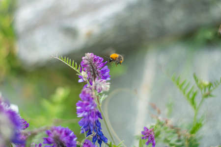 Isolated wild insect honey bee coming for sucking nectar from lavender flowers on natural background...