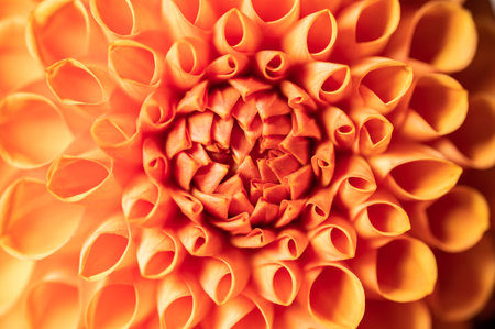 Dahlia flower in real garden; Shallow depth of field. Colorful chrysanthemum flower macro shot. Summer and spring multi-color floral backgroundの写真素材