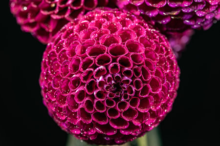Beautiful purple dahlia flower with water drops on petals