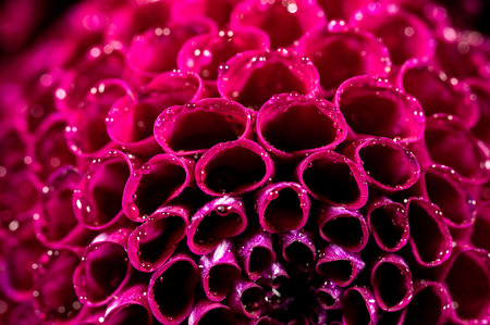 Dahlia flower macro water droplet shot; Shallow depth of field. Colorful chrysanthemum flower macro...