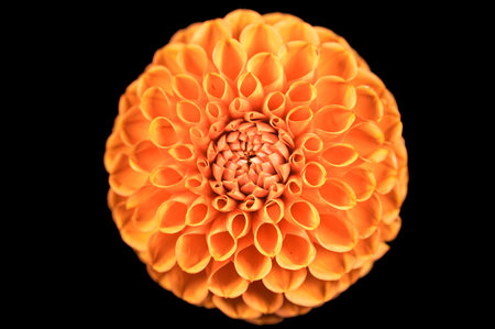 Dahlia flower in real garden; Shallow depth of field. Summer and spring multi-color floral backgroundの写真素材