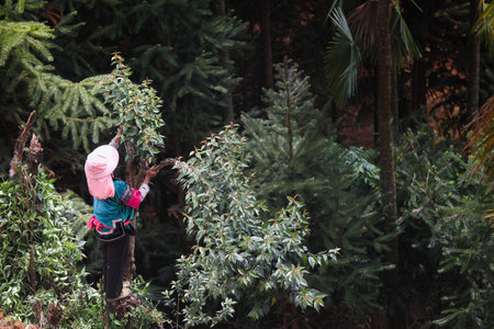 A woman of the Hani ethnic group in Honghe Prefecture, Yunnan Province trims trees on the edge of a cliffの写真素材