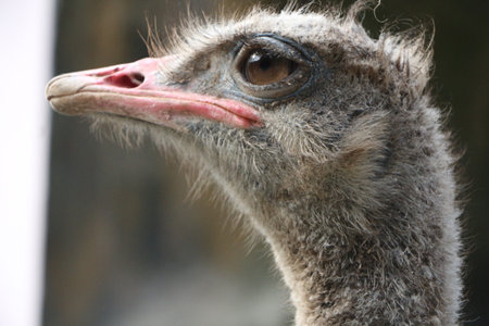 Ostrich head close-up (Struthio camelus)の写真素材