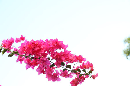 Pink bougainvillea flower with blue sky background, Thailand.の写真素材