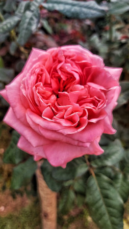 Beautiful flower in the garden.の写真素材