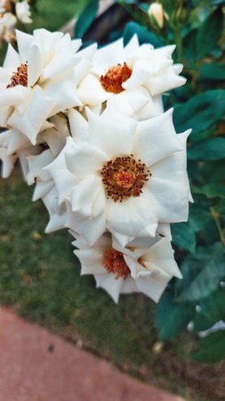 Beautiful flower in the garden.の写真素材