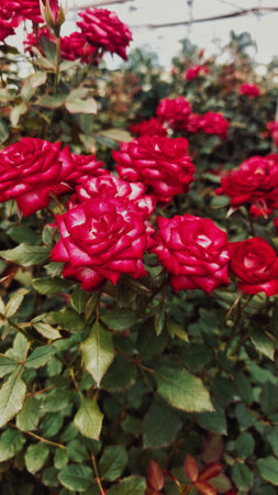 Beautiful flower in the garden.の写真素材