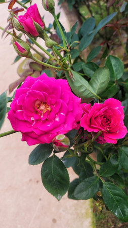 Beautiful flower in the garden.の写真素材