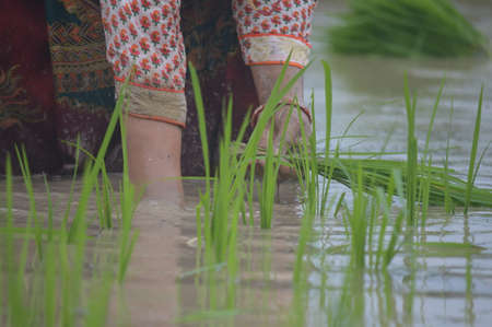 Paddy cultivation during rainy season in Nepalの写真素材