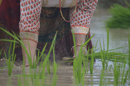 Cultivation of paddy in a field covered with waterの写真素材