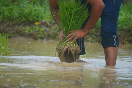 A man holding the bundle of paddy plants and dipping it in to waterの写真素材