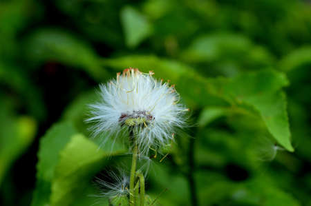 White Dandelion with beautiful green backgroundの写真素材
