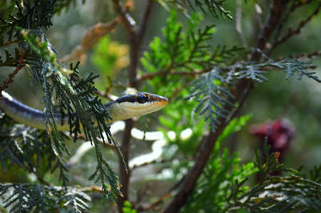 A bronze back tree snake hiding in the bushesの写真素材