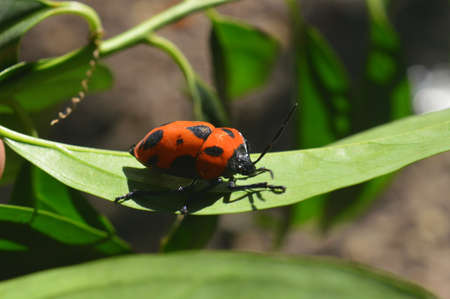 A vibrant orange color bug sitting on a leaf