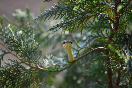 A bronze back tree snake looking straight toward the cameraの写真素材