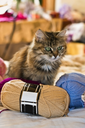 Brown home cat with ravel on sofaの写真素材