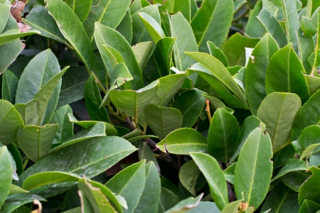 Laurel leaves, hedge of green laurel bushesの写真素材