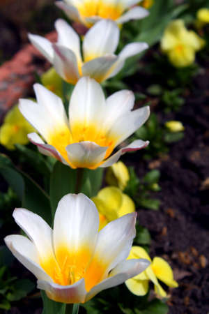 The first spring tulips which have dismissed in city parkの写真素材