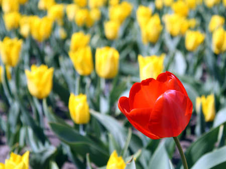 The red tulip among a set of yellow tulipsの写真素材