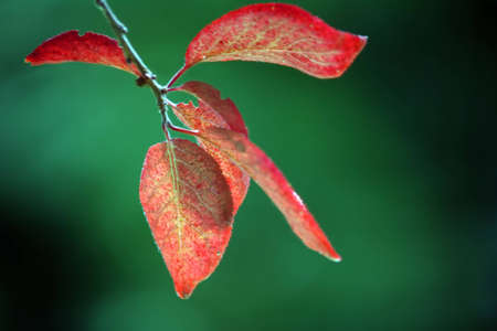 Red leaf