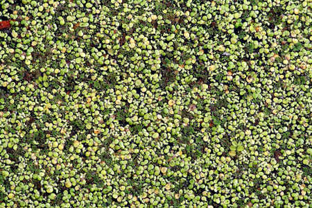 Marsh duckweedの写真素材