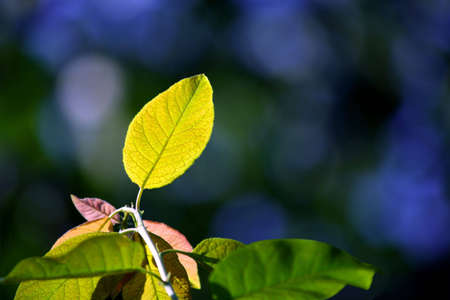 Leafの写真素材