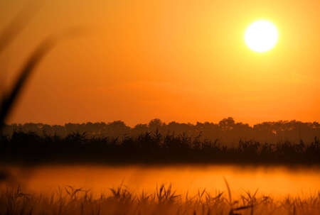 Solar dawn in the early morning above a wood glade covered by a fogの写真素材