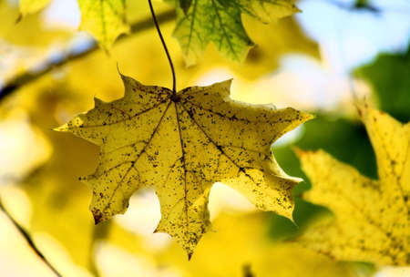 Yellow maple leaf