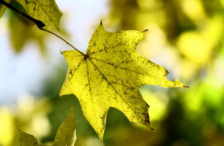 Yellow maple leaf