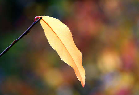 Multi-coloured leaf in the autumn