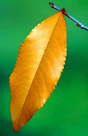 Multi-coloured leaf in the autumnの写真素材