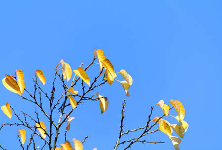 Yellow leaves of a tree on a background of the blue skyの写真素材