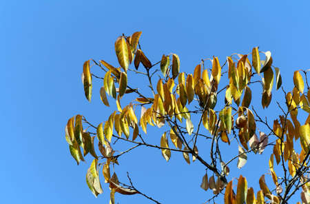 Yellow leaves of a tree on a background of the blue skyの写真素材