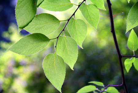 Branch of green leaves