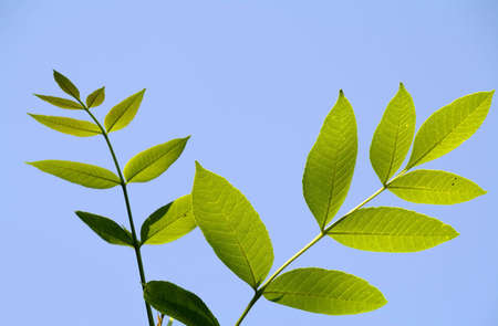  leafの写真素材