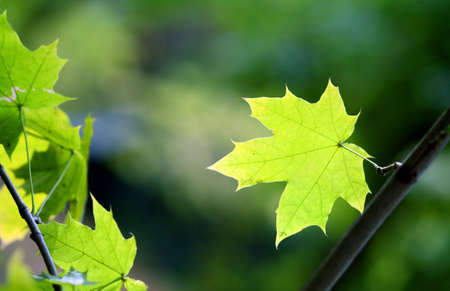 Maple leafの写真素材