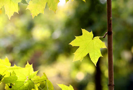 Maple leafの写真素材