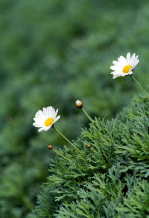 Flower of a camomile on a background of a bushの写真素材
